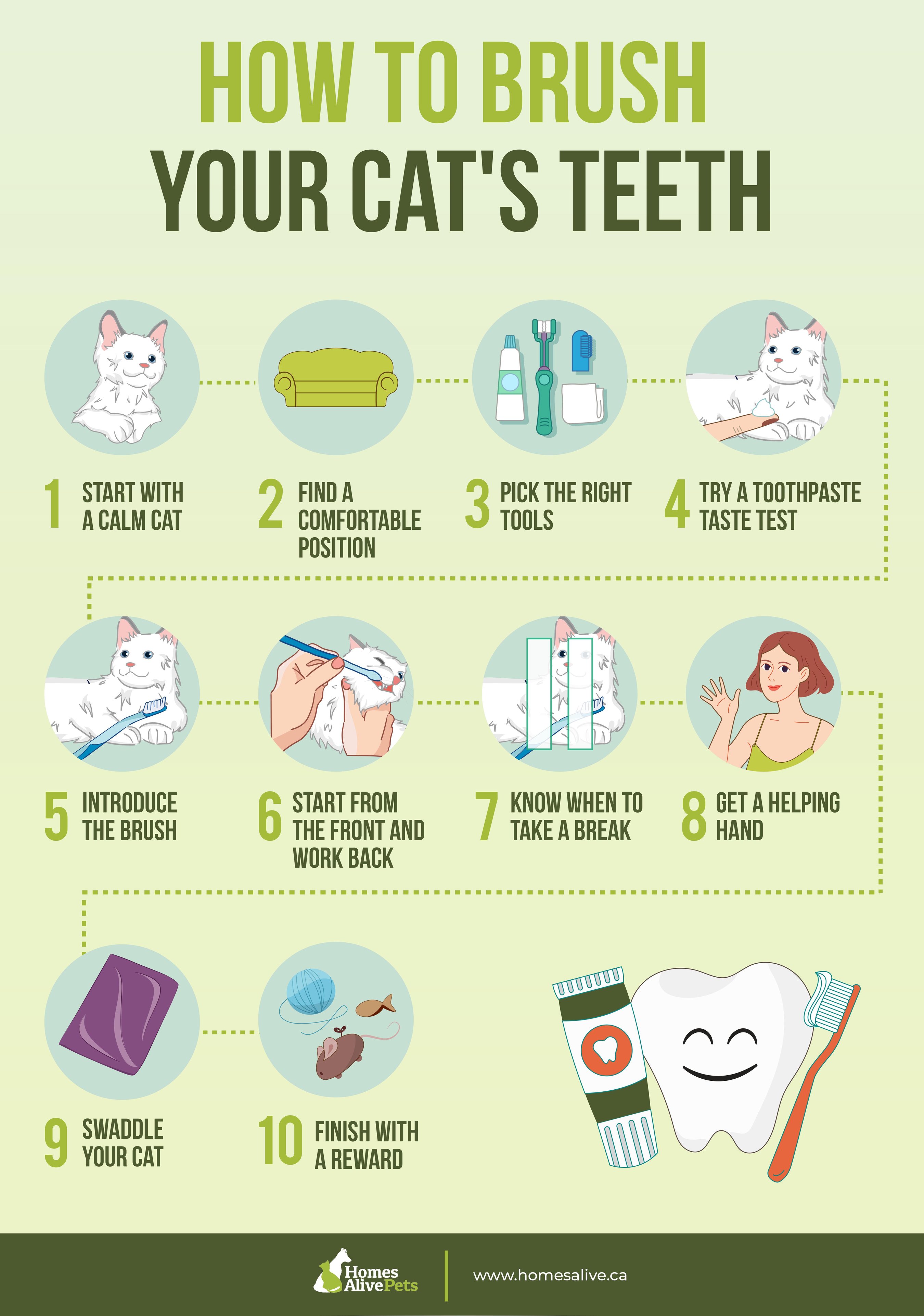How to Brush Cat Teeth and Ditch Bad Cat Breath