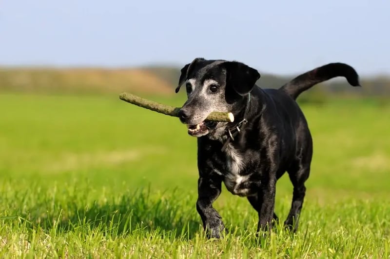 older-dog-running-with-stick
