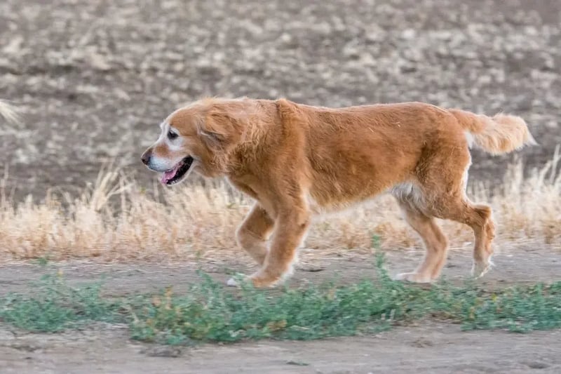 senior-dog-running-in-field