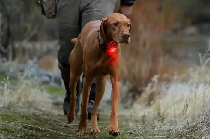 dog-wearing-the-Ruffwear-beacon-light