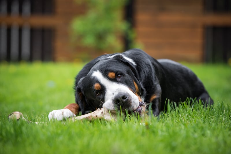 venison bones for dogs
