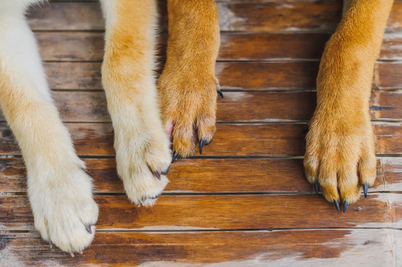 weight bearing bones for dogs