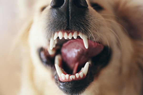 raw dog food and dental health