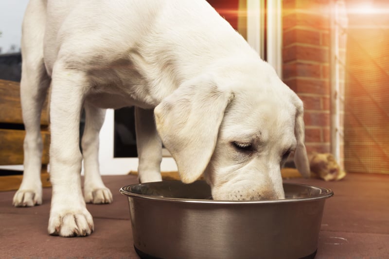 dog-eating-bowl-food