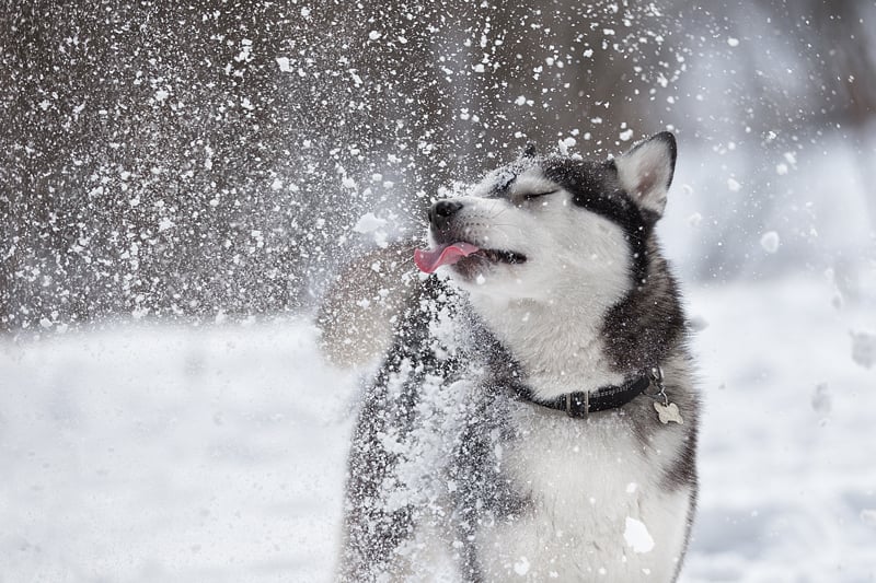 Beautiful-Siberian-husky-licks-the-snow-in-a-Park