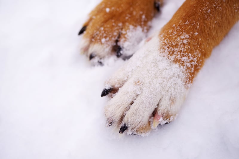 Paws-of-a-dog-on-snow