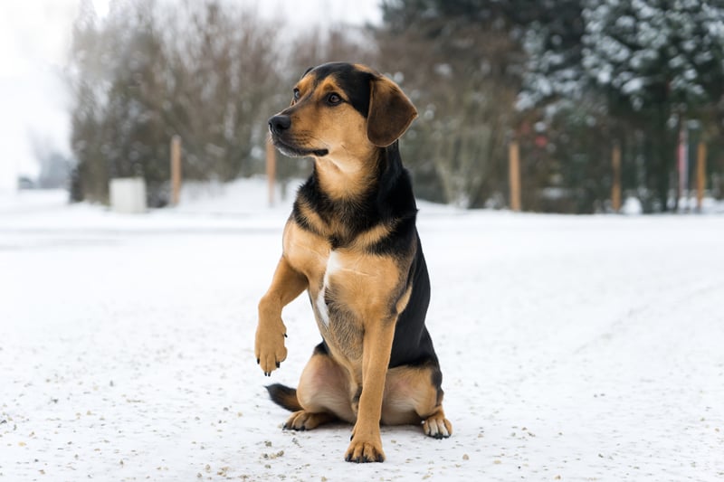 Signs That Your Dog Is Too Cold