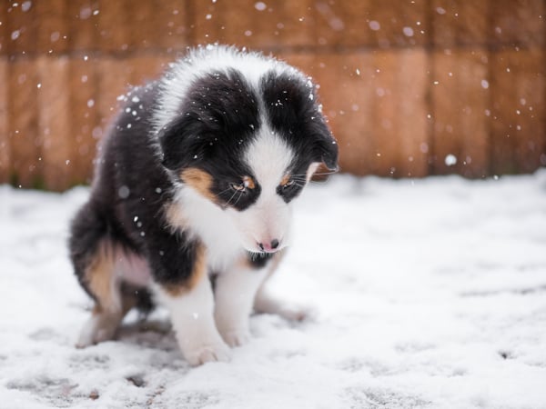 Lonely-Australian-shepherd-puppy-freezing-on-the-street-while-snowing