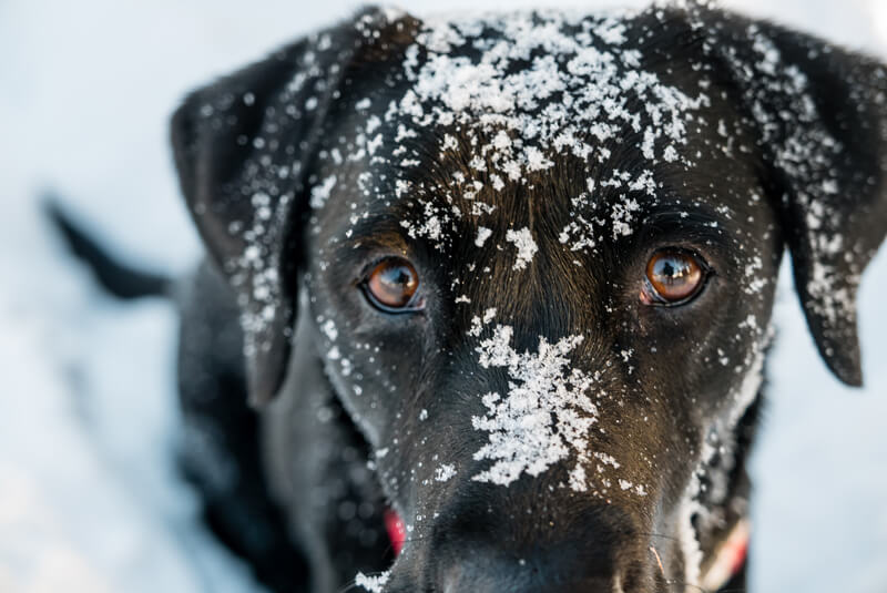 cute-dog-waiting-for-food-in-snow