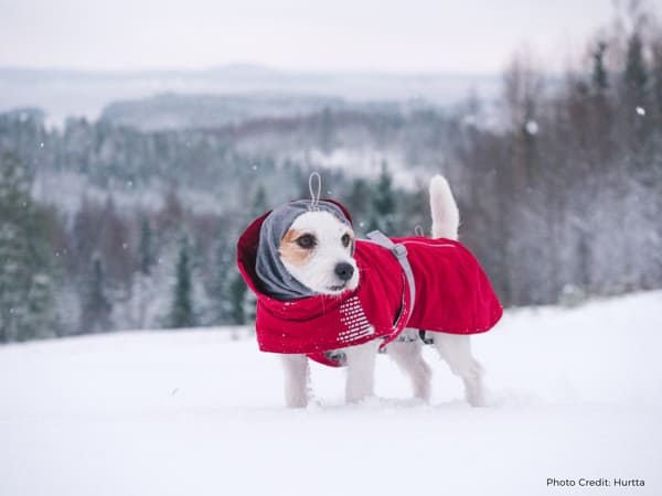 dog snow outfit