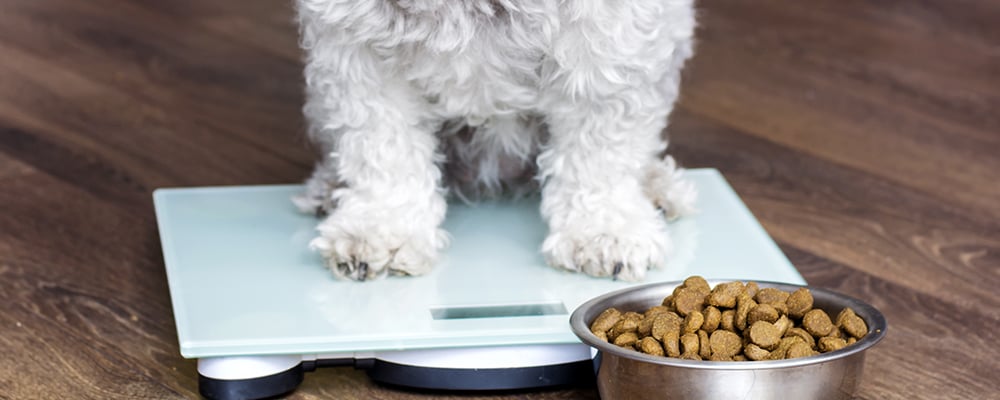 Dog Food for Allergies: Managing Symptoms and Finding Solutions