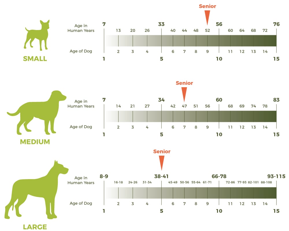 animal age chart