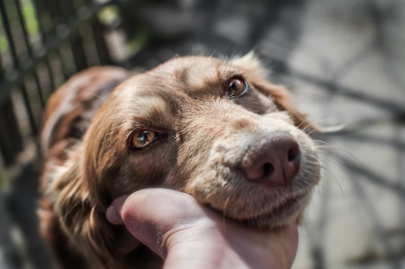 best dog food for senior dogs
