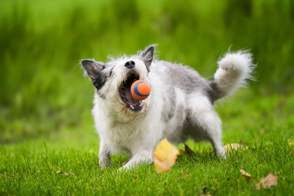 best senior dog food
