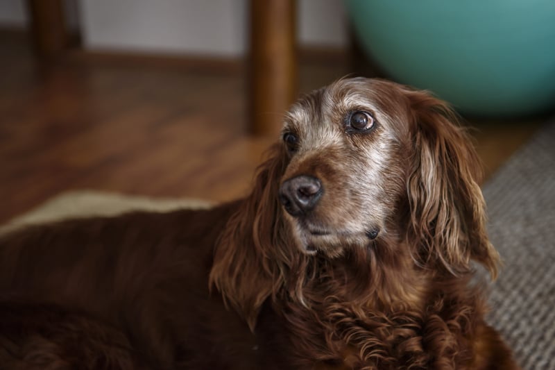 best senior dog food