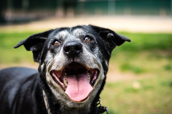 Dog Food For Senior Dogs A Guide For Your Dog S Golden Years