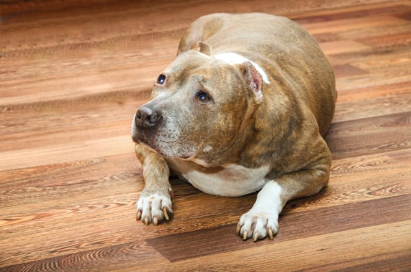 food for older dogs