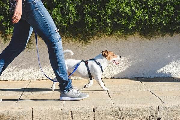 dog-walking-loose-leash
