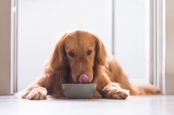 golden-retriever-dog-eating