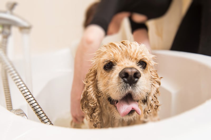 dog-grooming-bath
