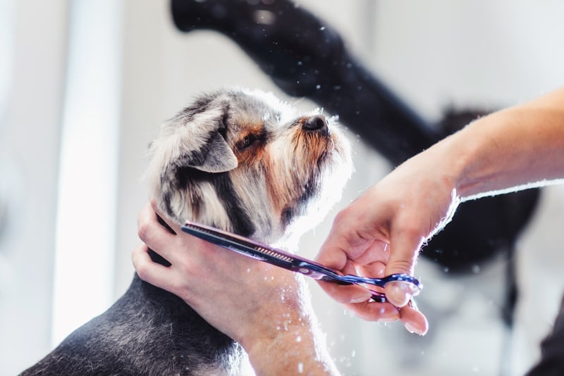 diy dog grooming