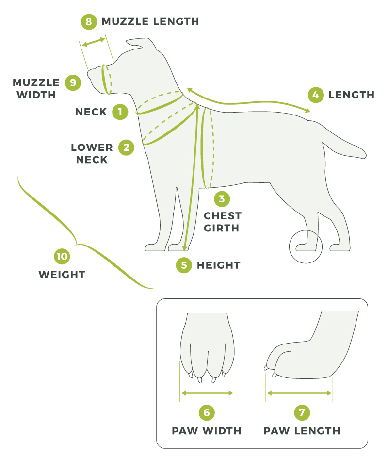 measuring dog for sweater