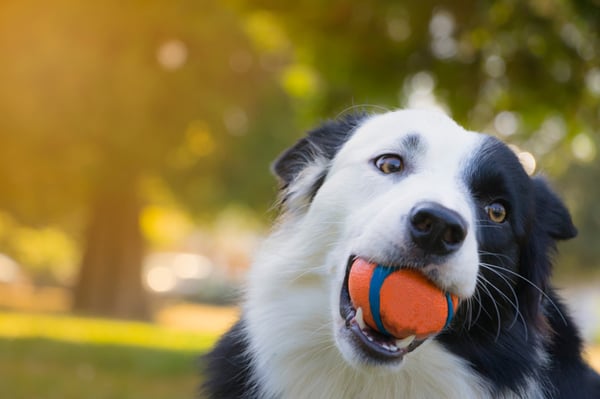 Tips for Teaching Your Dog to Fetch