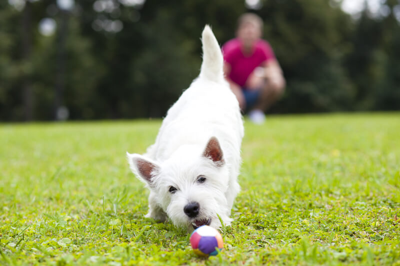 dog-playing-with-ball