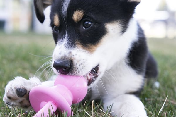 Tips for Introducing Teething Toys to Puppies