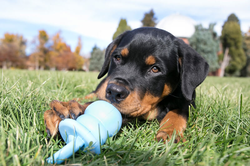 puppy-teething-toy