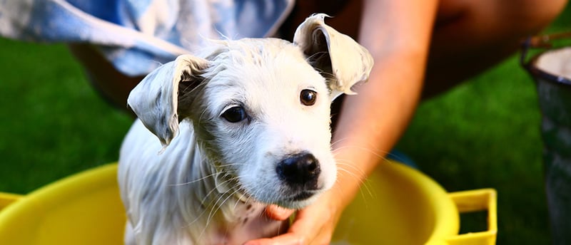 Tearless Puppy Shampoo