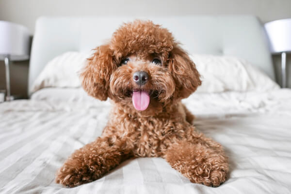 Cute-Toy-Poodle-resting-on-bed