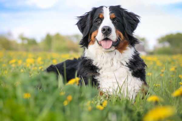 how much exercise does a dog need