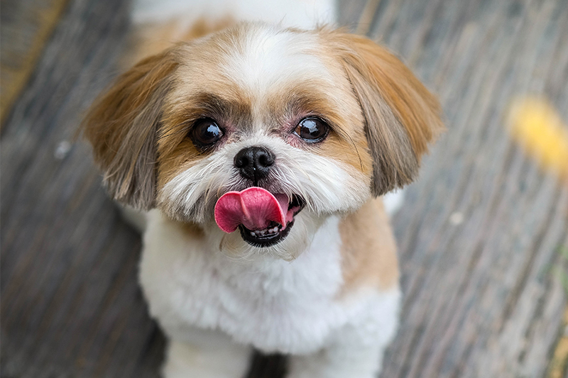 most popular little dogs