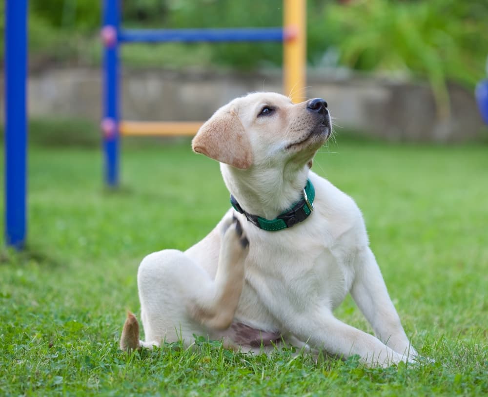 DOG COLLARS GUIDE