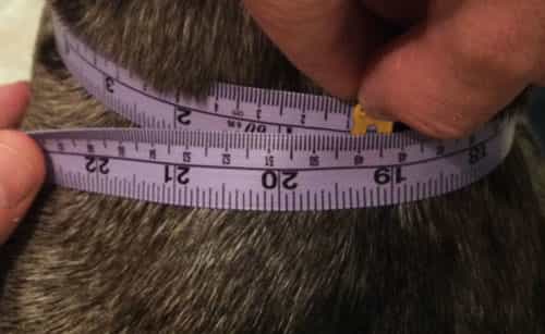 measuring_dog_neck