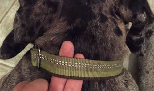 correctement dimensionné collier pour chien