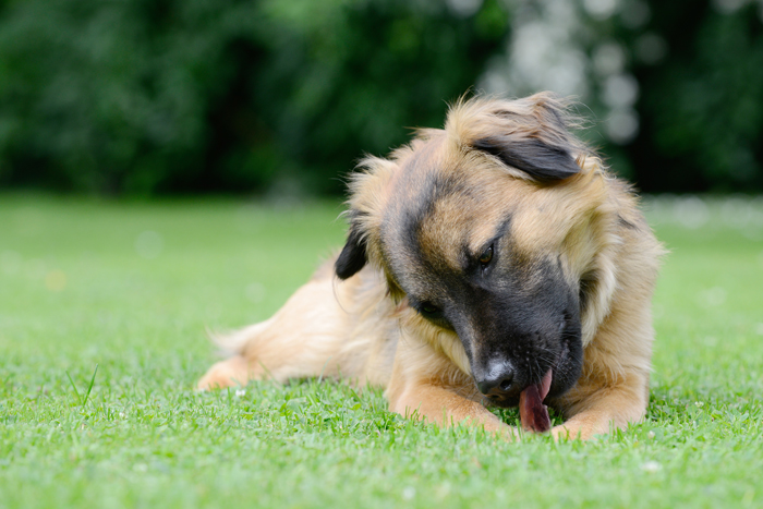 dog swallowed bully stick