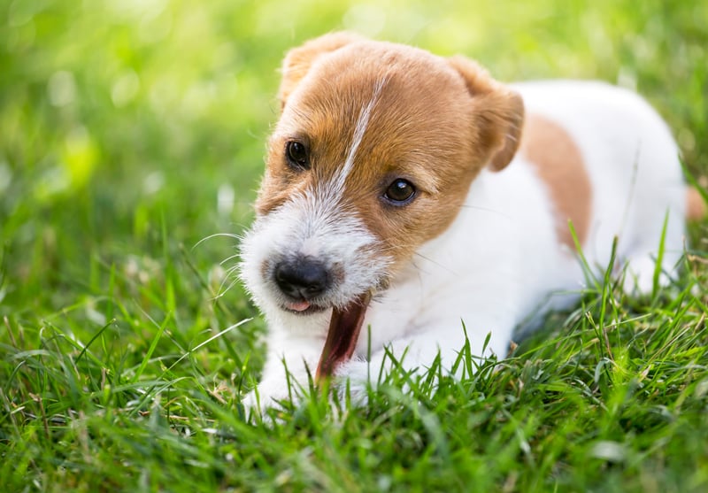 Are bully sticks safe for puppies