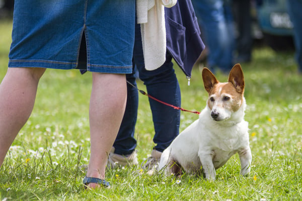 What to do if an offleash dog approaches you while you are walking your dog