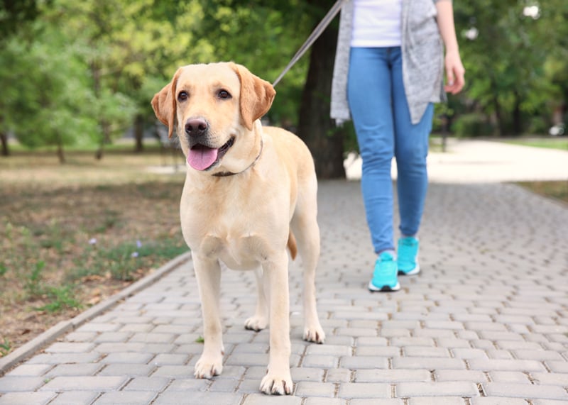 walking-dog-outdoors