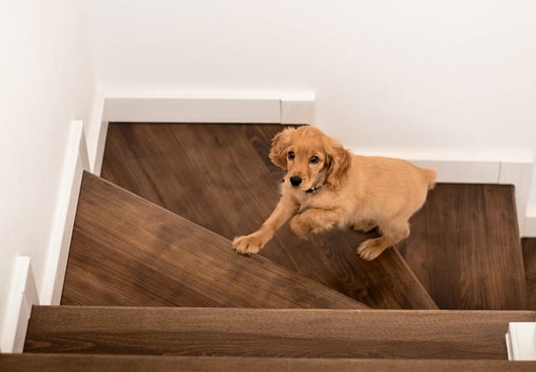 how to exercise your dog