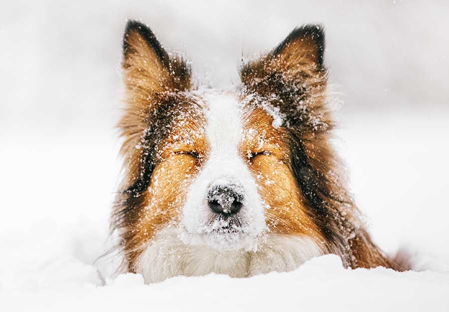 HOW COLD IS TOO COLD FOR YOUR DOG