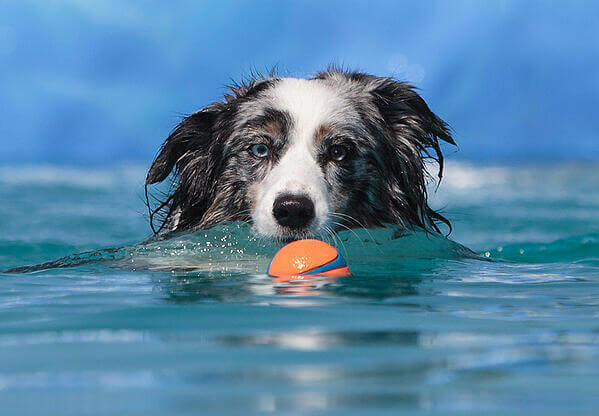 how much exercise does my dog need