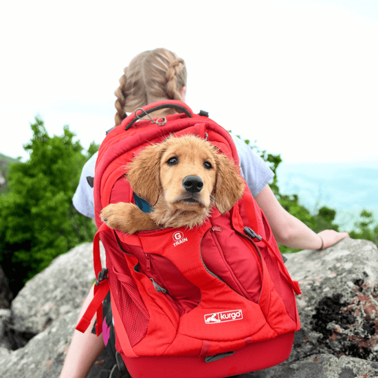 Hiking with Puppies and Small Breeds