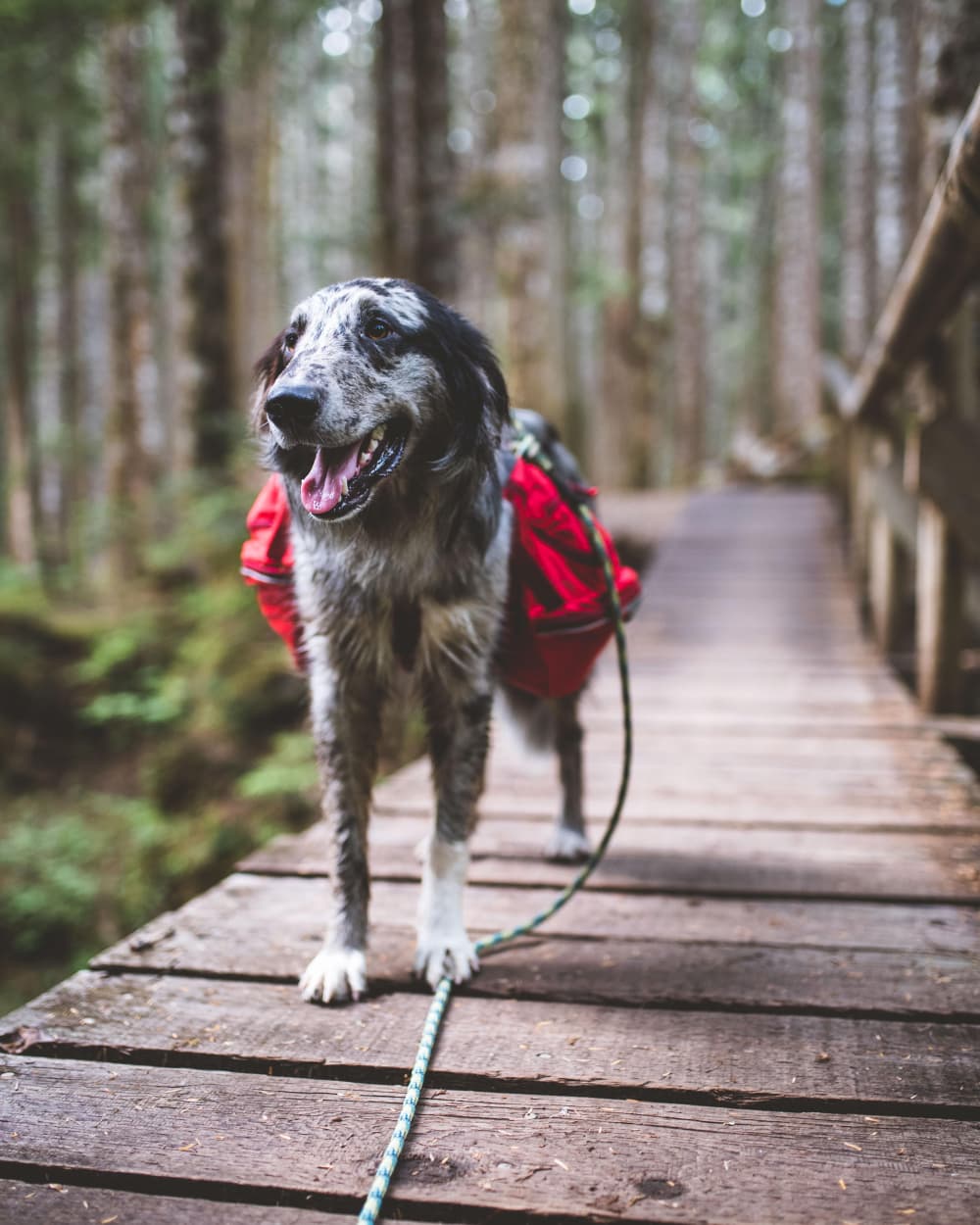 Best Dog Backpacks: Reviewed By Real Adventure Dogs