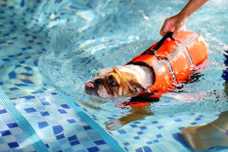 Bulldogs-wearing-life-jacket-in-pool