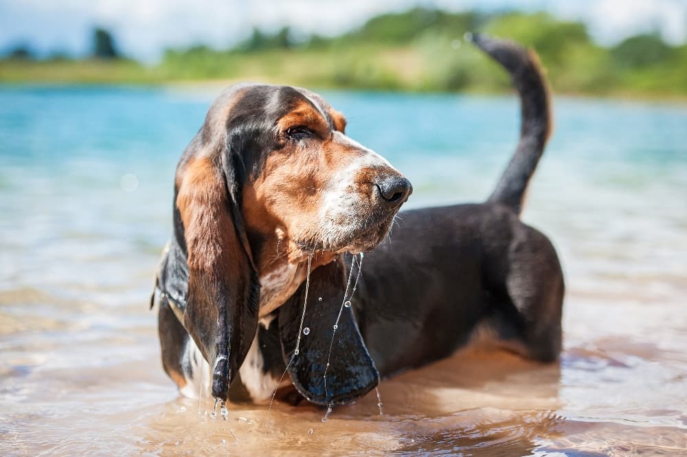 basset-hound-standing-in-water (1)