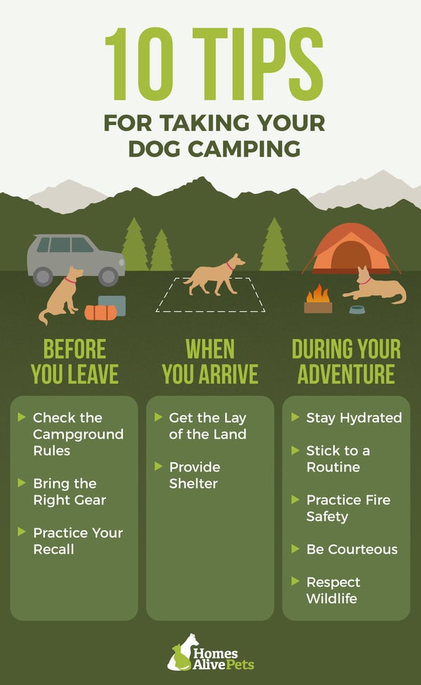 tips-for-dog-camping-illos