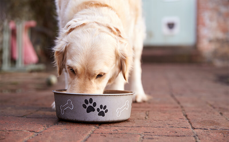 adult-dog-eating-food-bowl